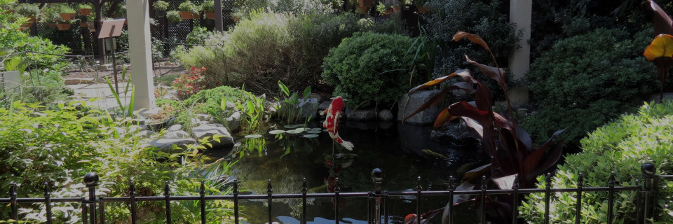 Koi ponds and Waterfalls 
that are a delight to the senses
Call Us (310) 218-6804